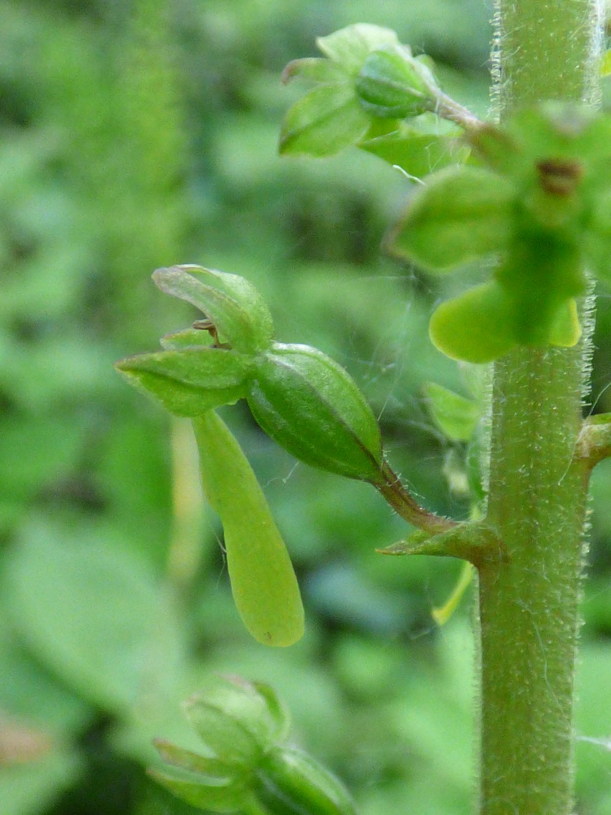 Listera ovata